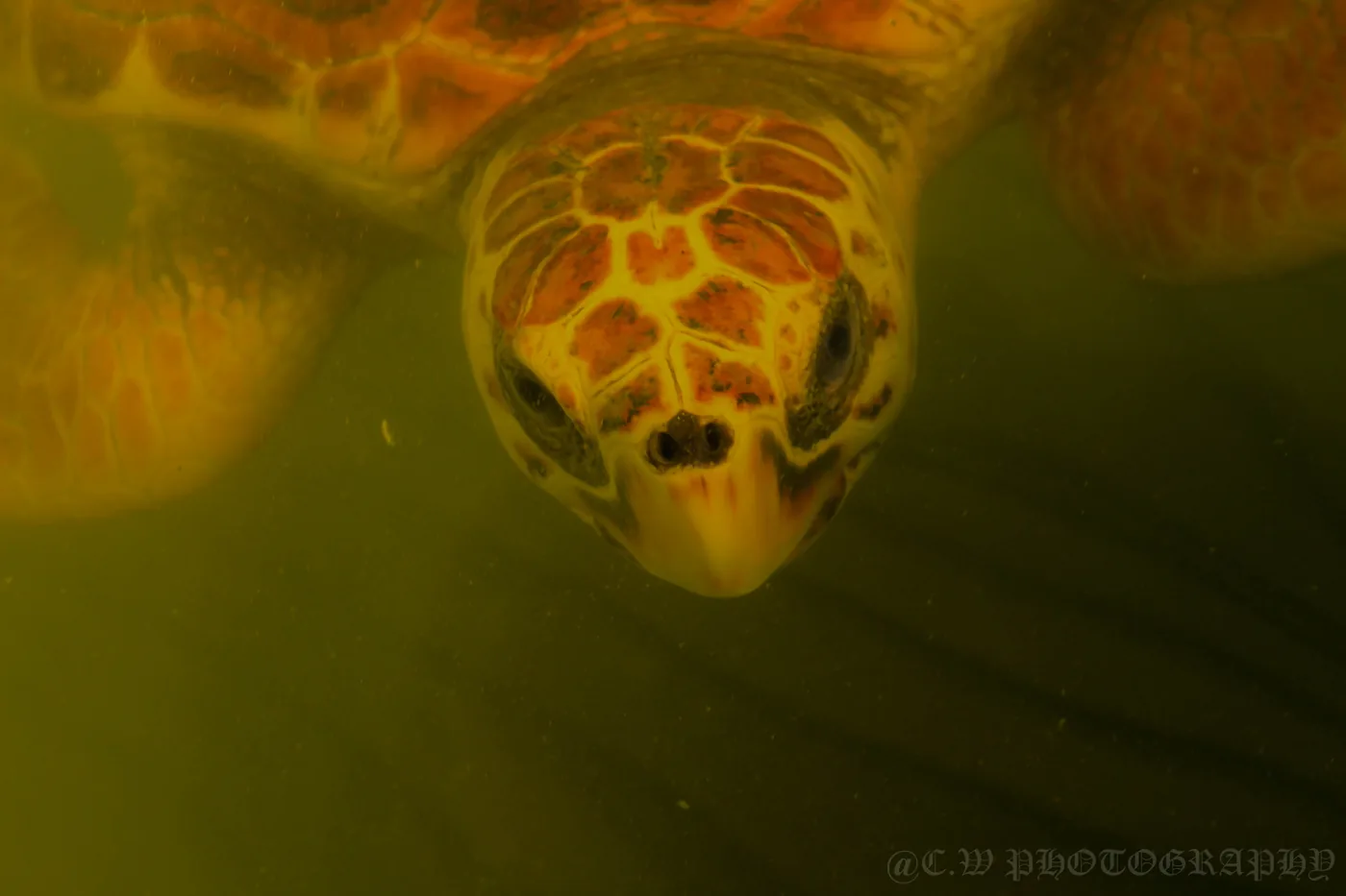 Sea turtle, Hikkaduwa — South Coast Beach Escape
