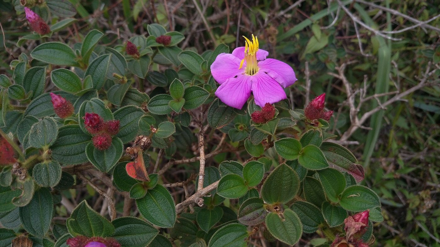 Horton Plains wildflowers — Hill Country & Tea Trails