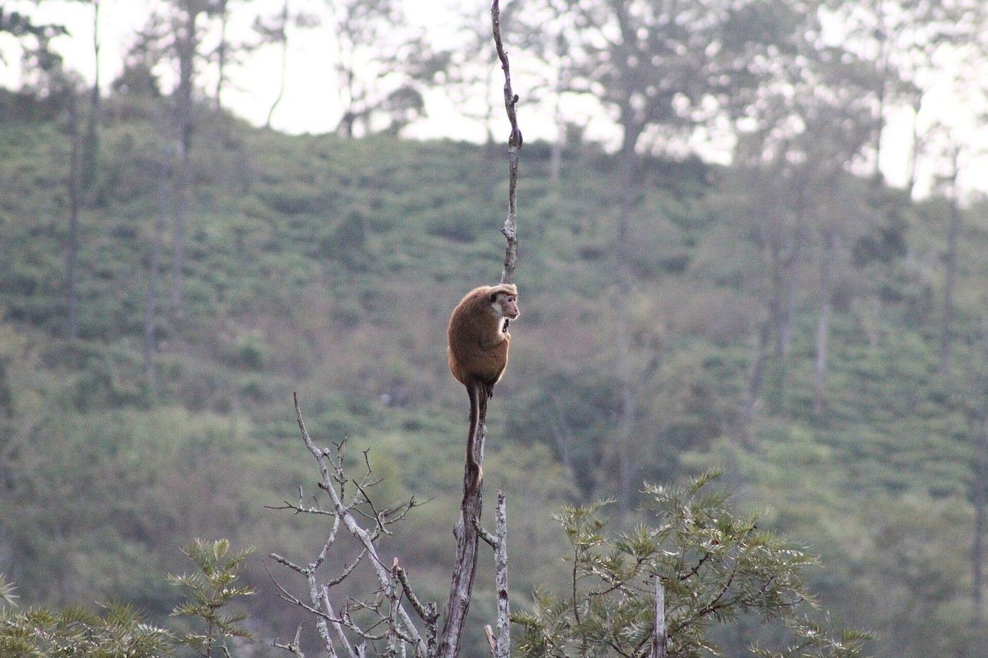 A toque macaque in Horton Plains National Park