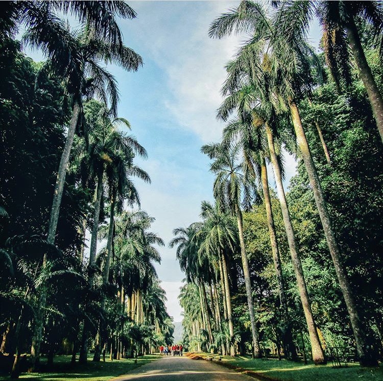 Royal Botanical Gardens, Peradeniya, near Kandy, Sri Lanka