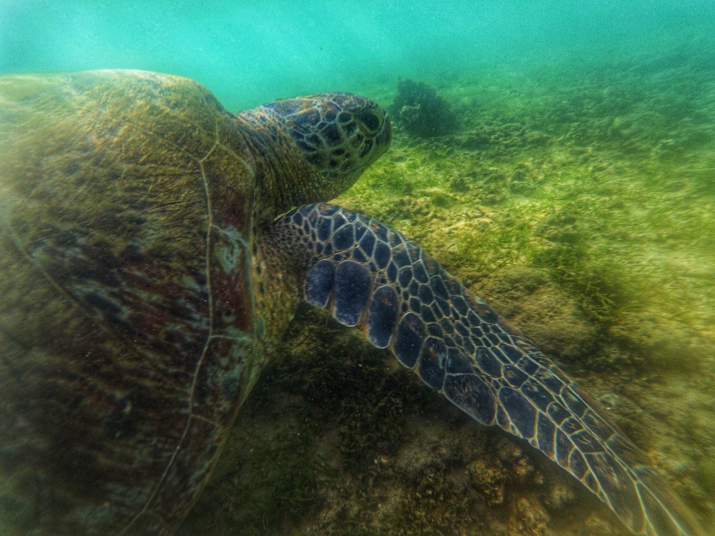 Sea turtle watching off Mirissa, Sri Lanka