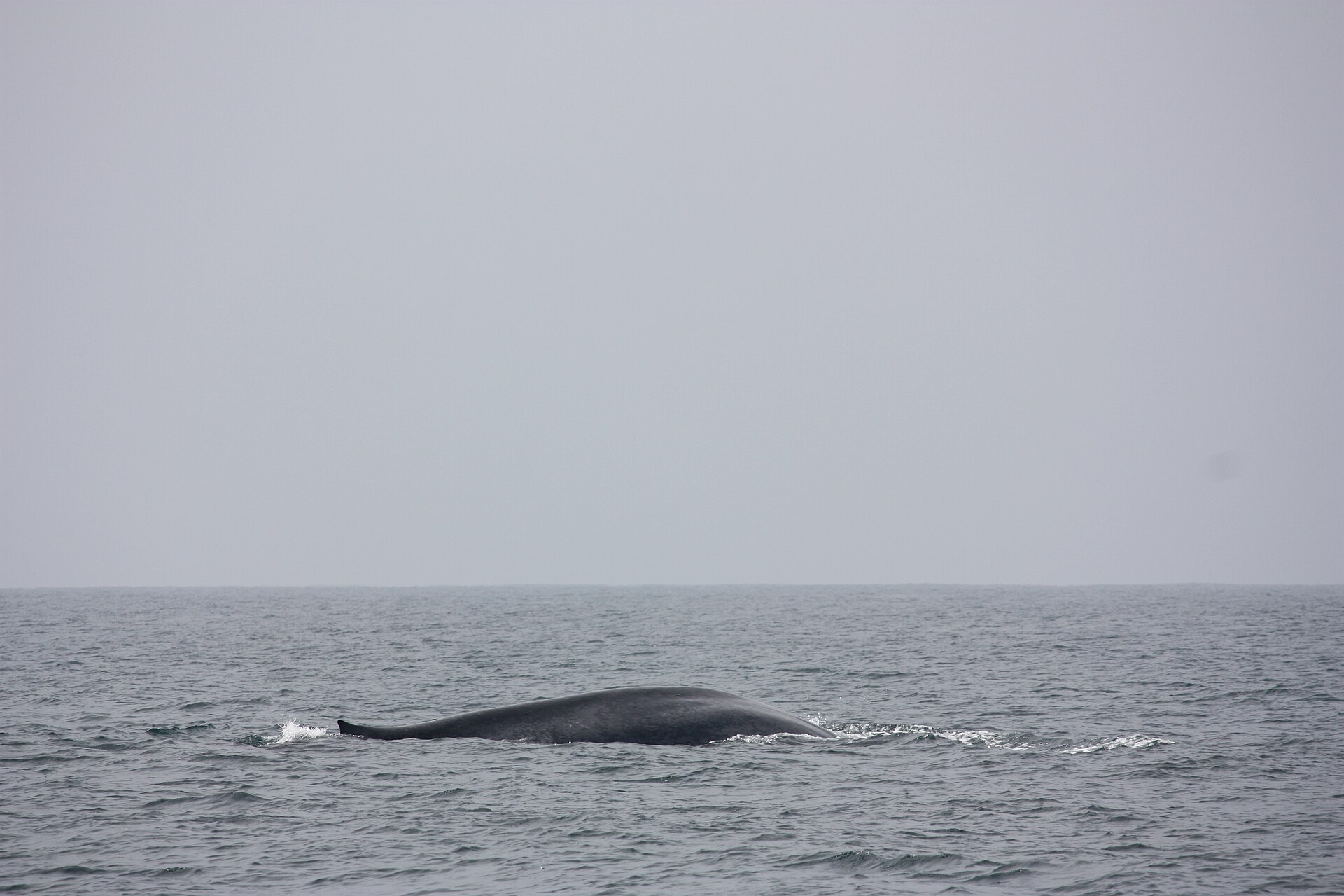 Whale watching boat trip off Mirissa, Sri Lanka