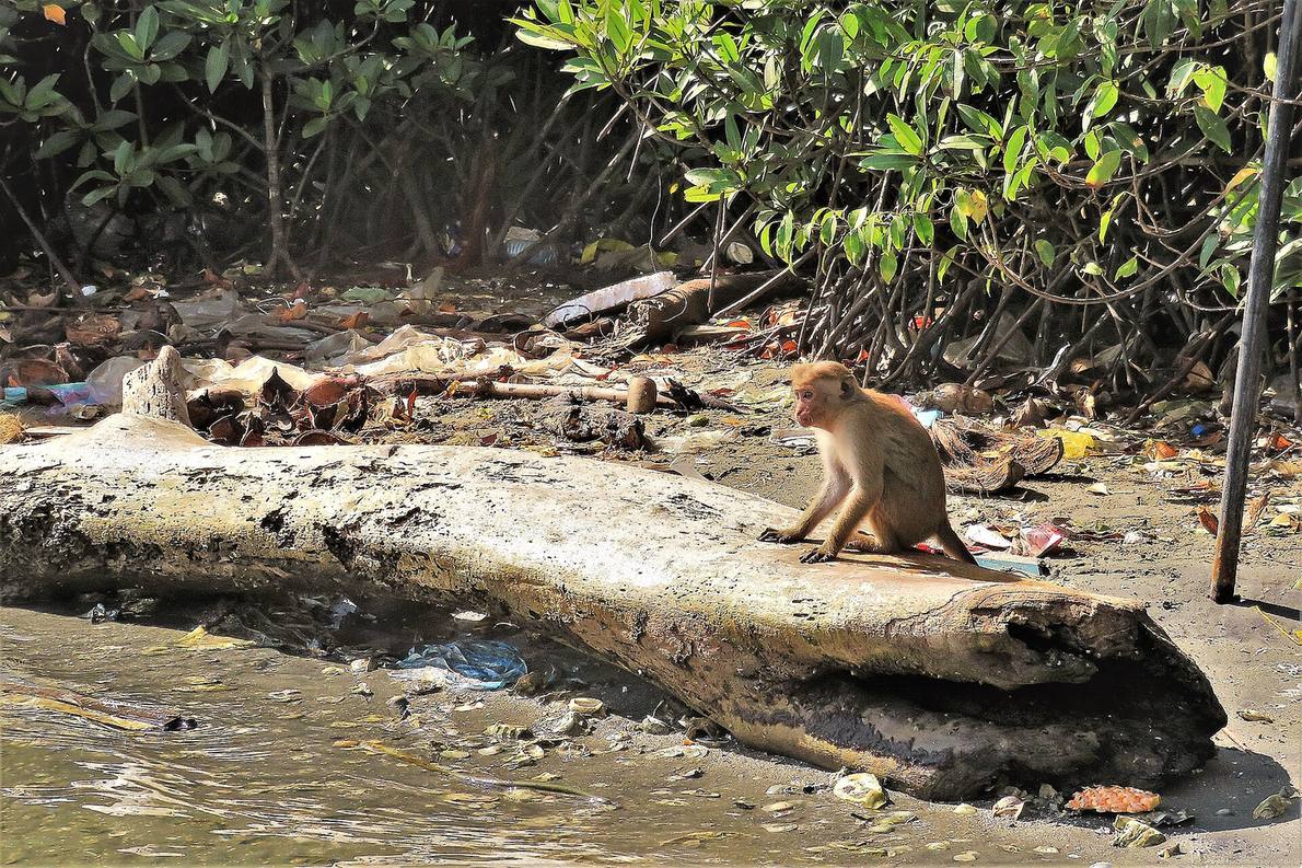 Wildlife in the mangroves and waters of Negombo Lagoon