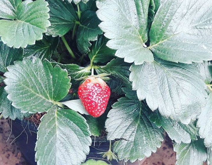 Strawberry farm near Nuwara Eliya, Sri Lanka