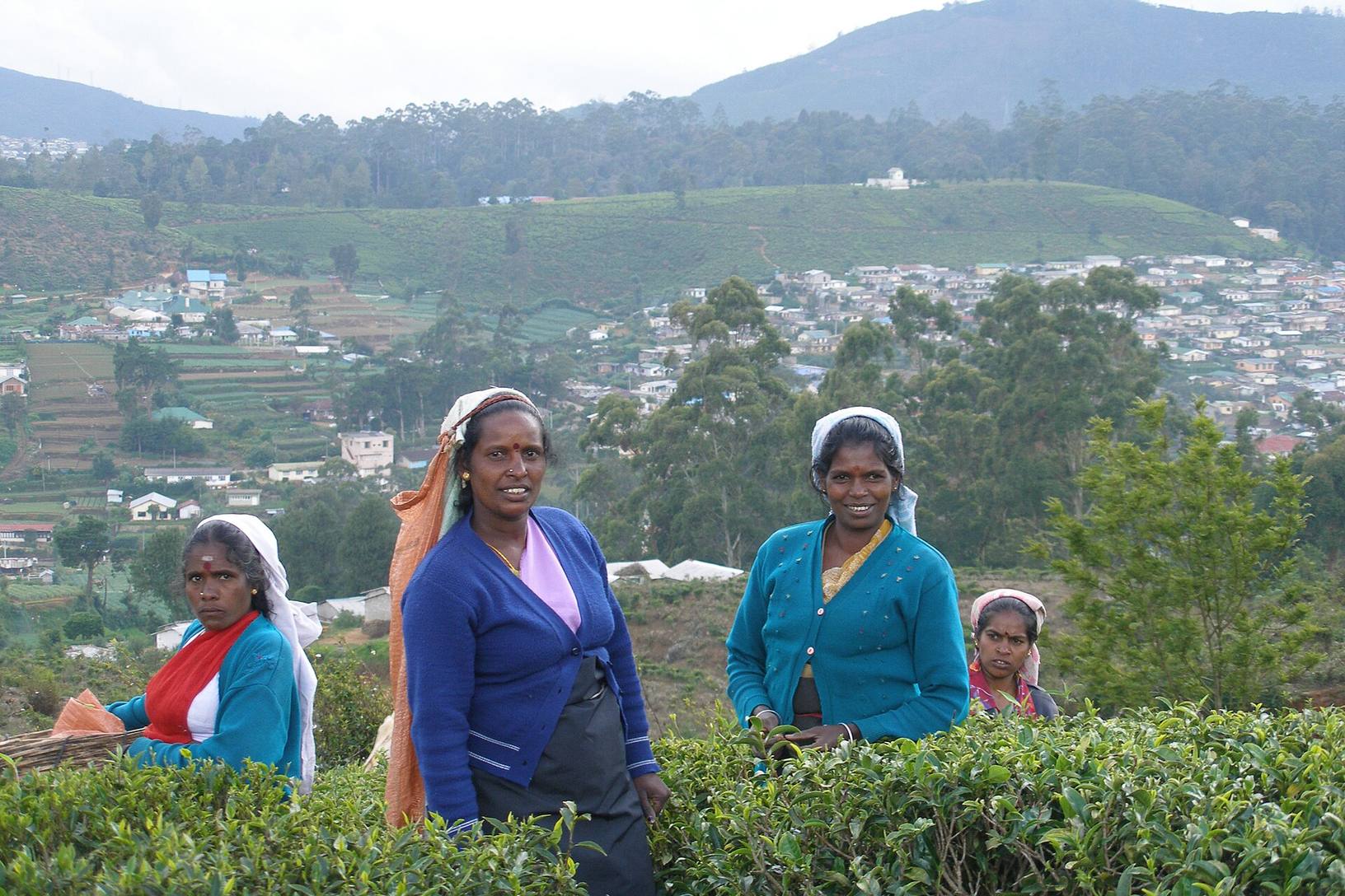 Tea plantation terraces in Nuwara Eliya's hill country