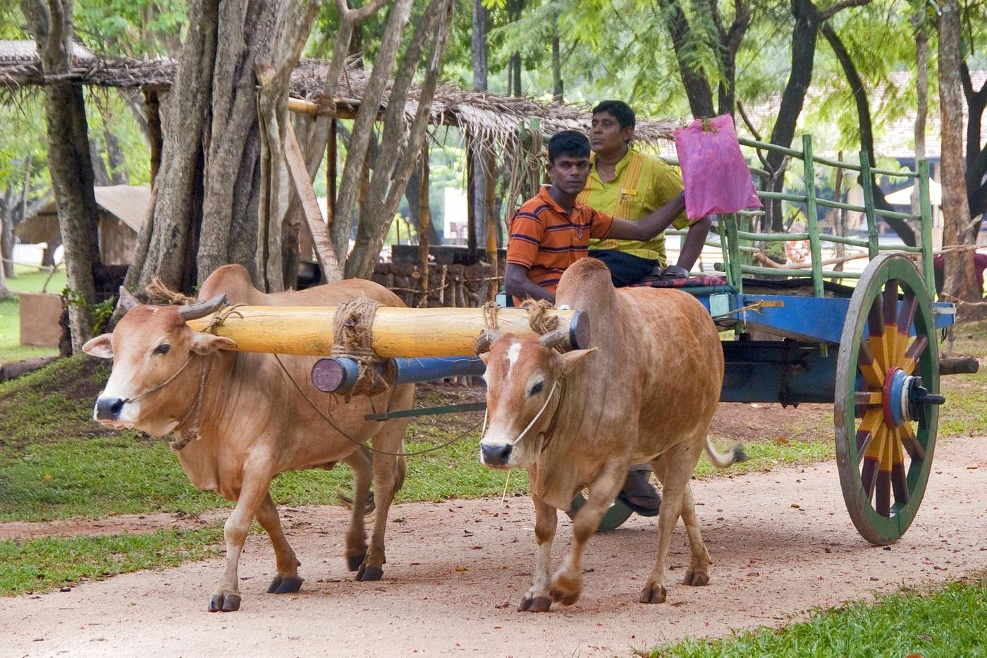 Traditional village experience near Hiriwadunna, Sigiriya, Sri Lanka