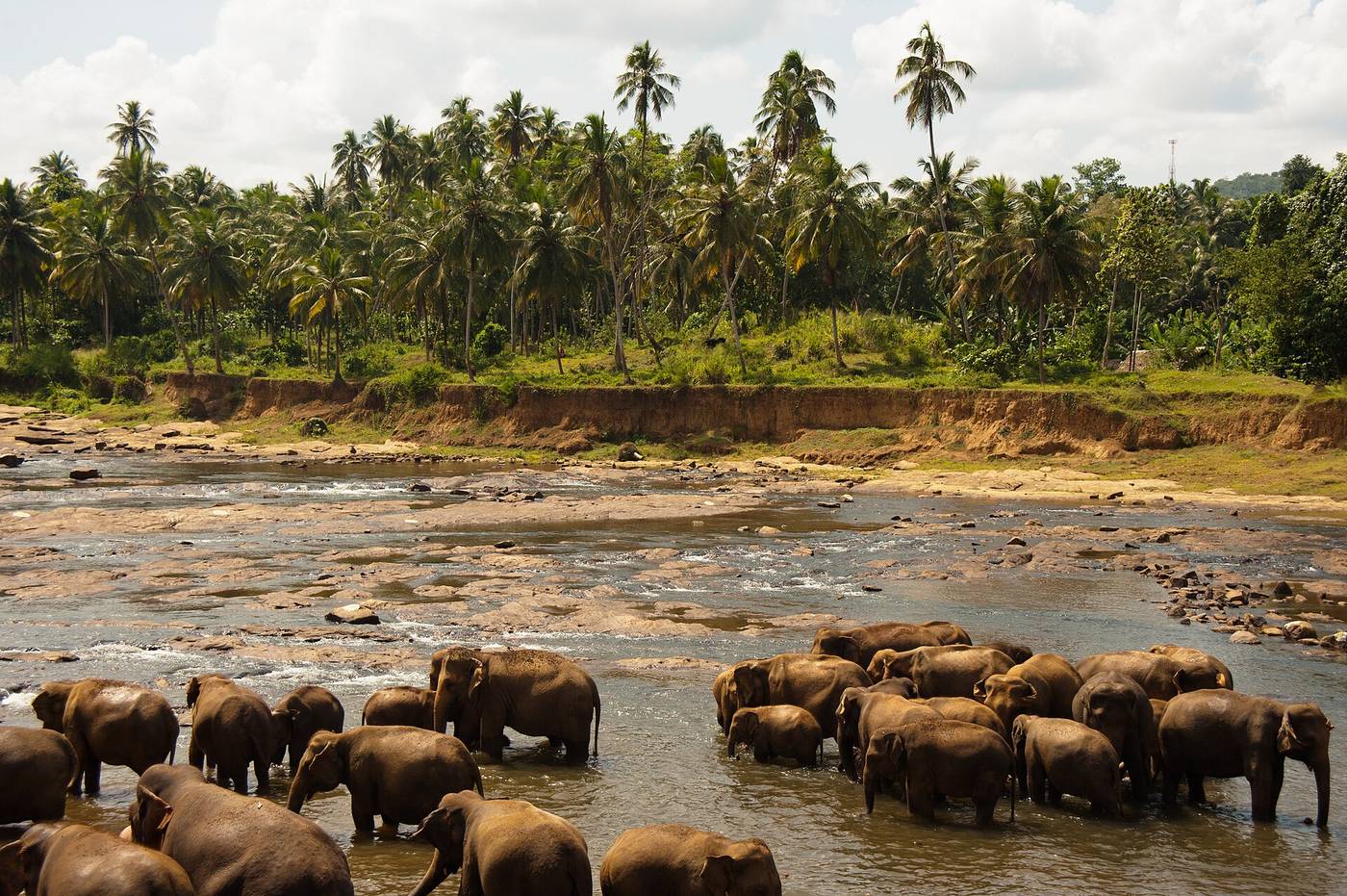 Elephants bathing, Udawalawe — Wildlife Safari Adventure