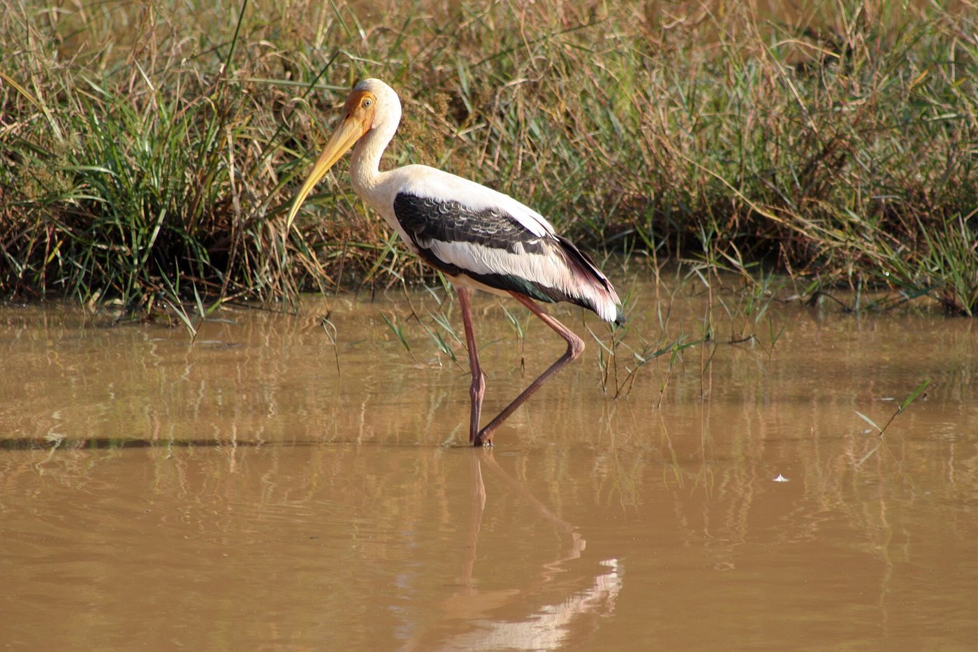 A painted stork wading in shallow water
