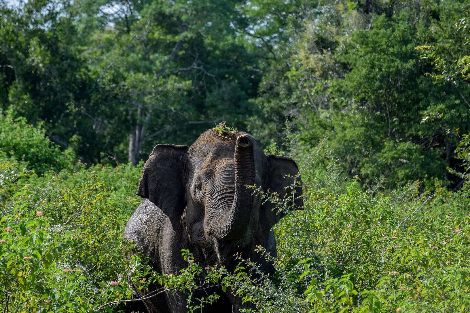 A wild elephant in the scrub at Udawalawe