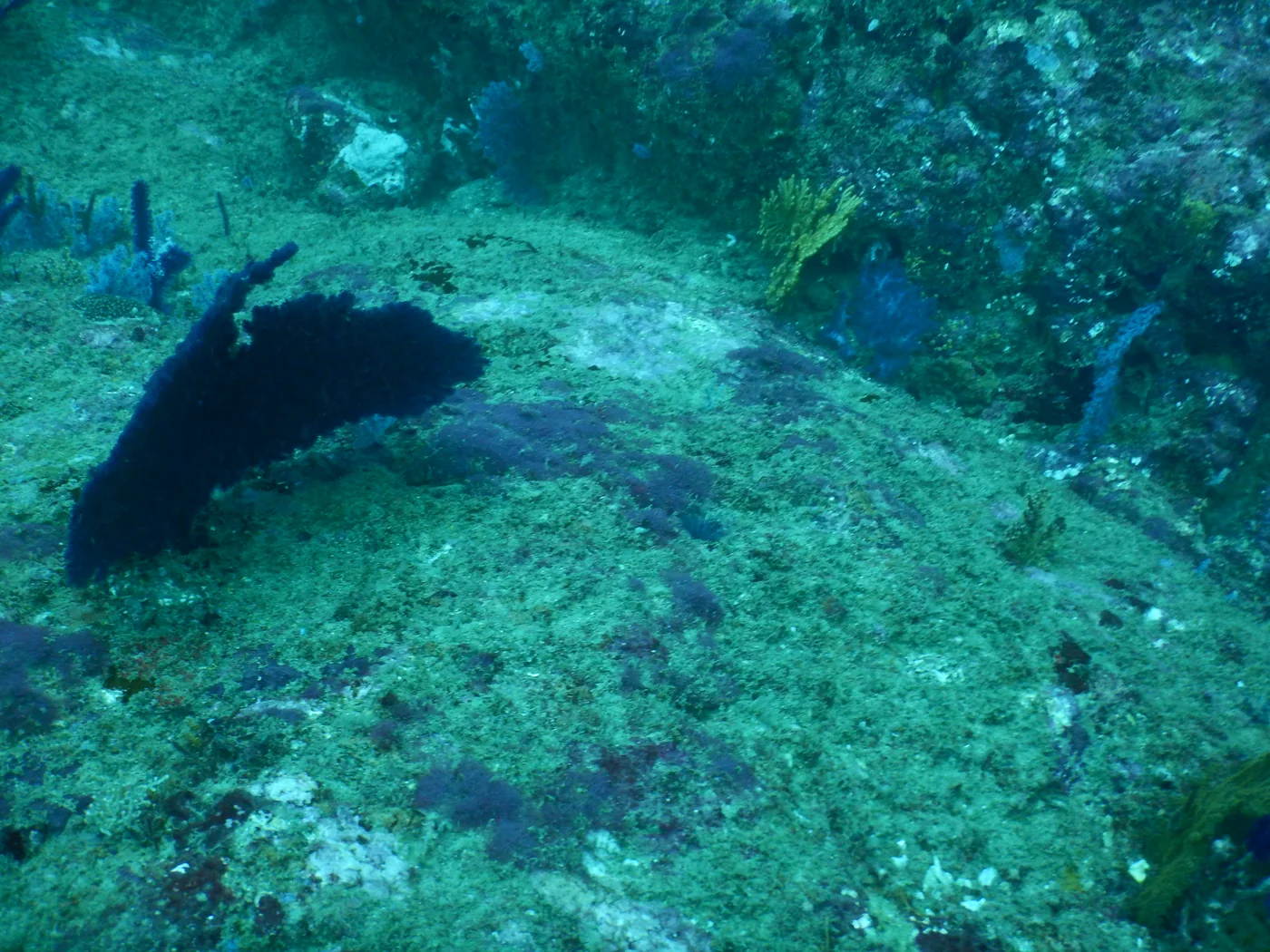 Snorkeling in the clear water off Unawatuna, Sri Lanka