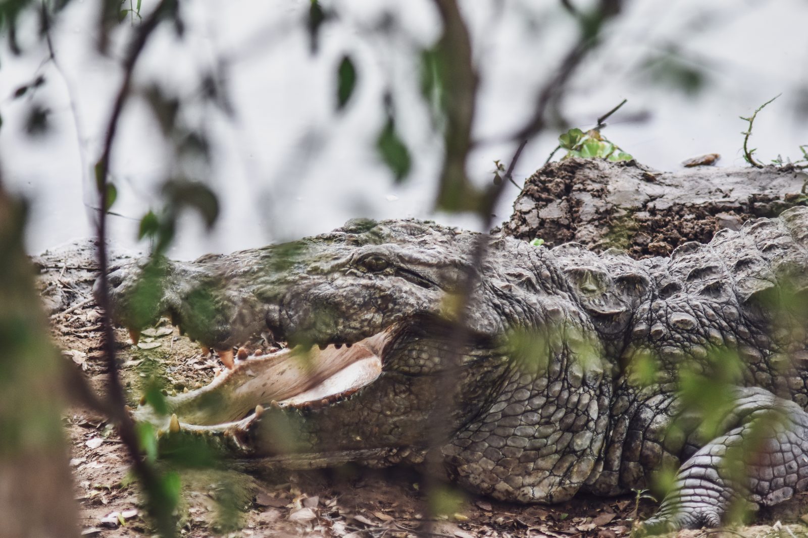 A mugger crocodile in Yala National Park