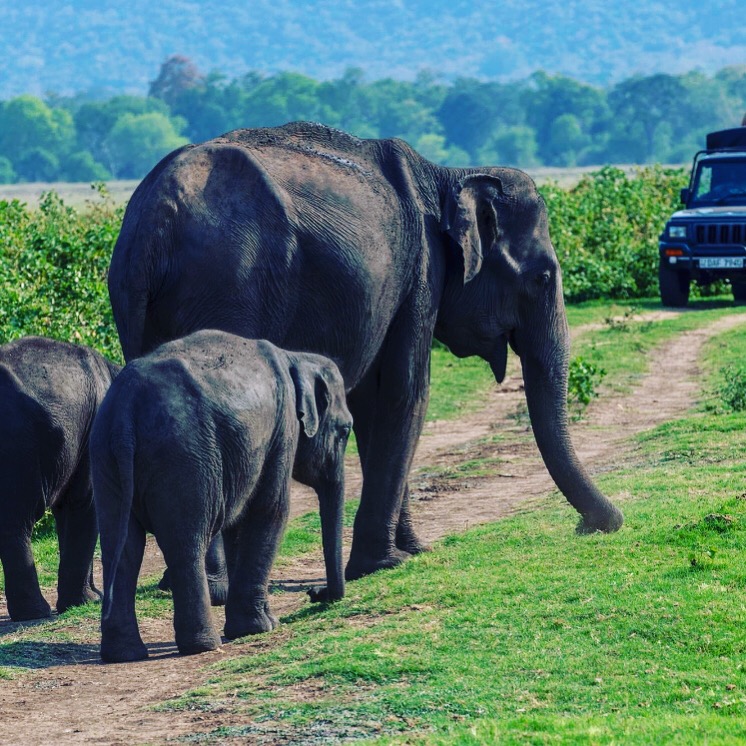Jeep safari through Yala National Park, Sri Lanka
