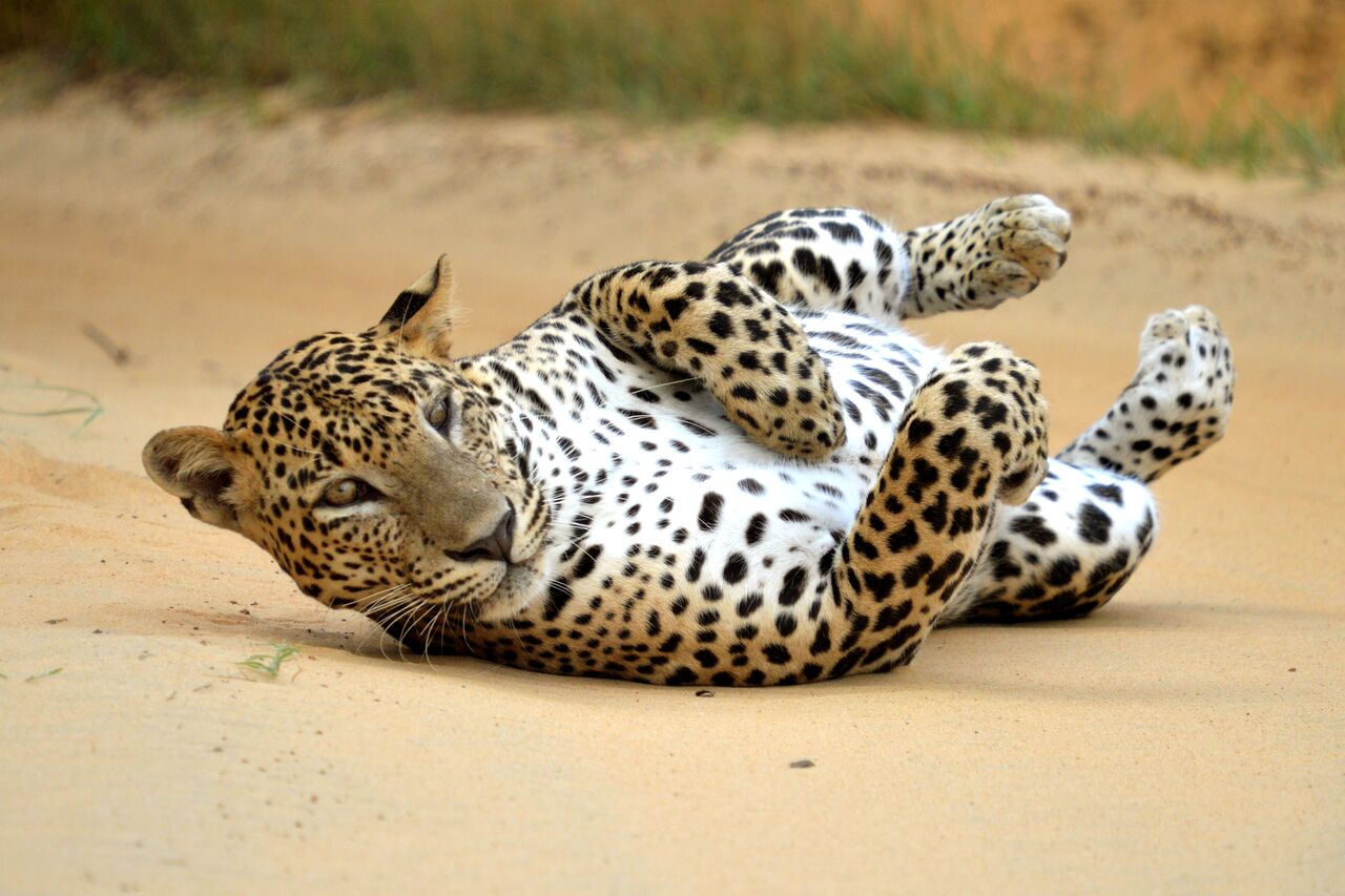 A Sri Lankan leopard resting in Yala National Park