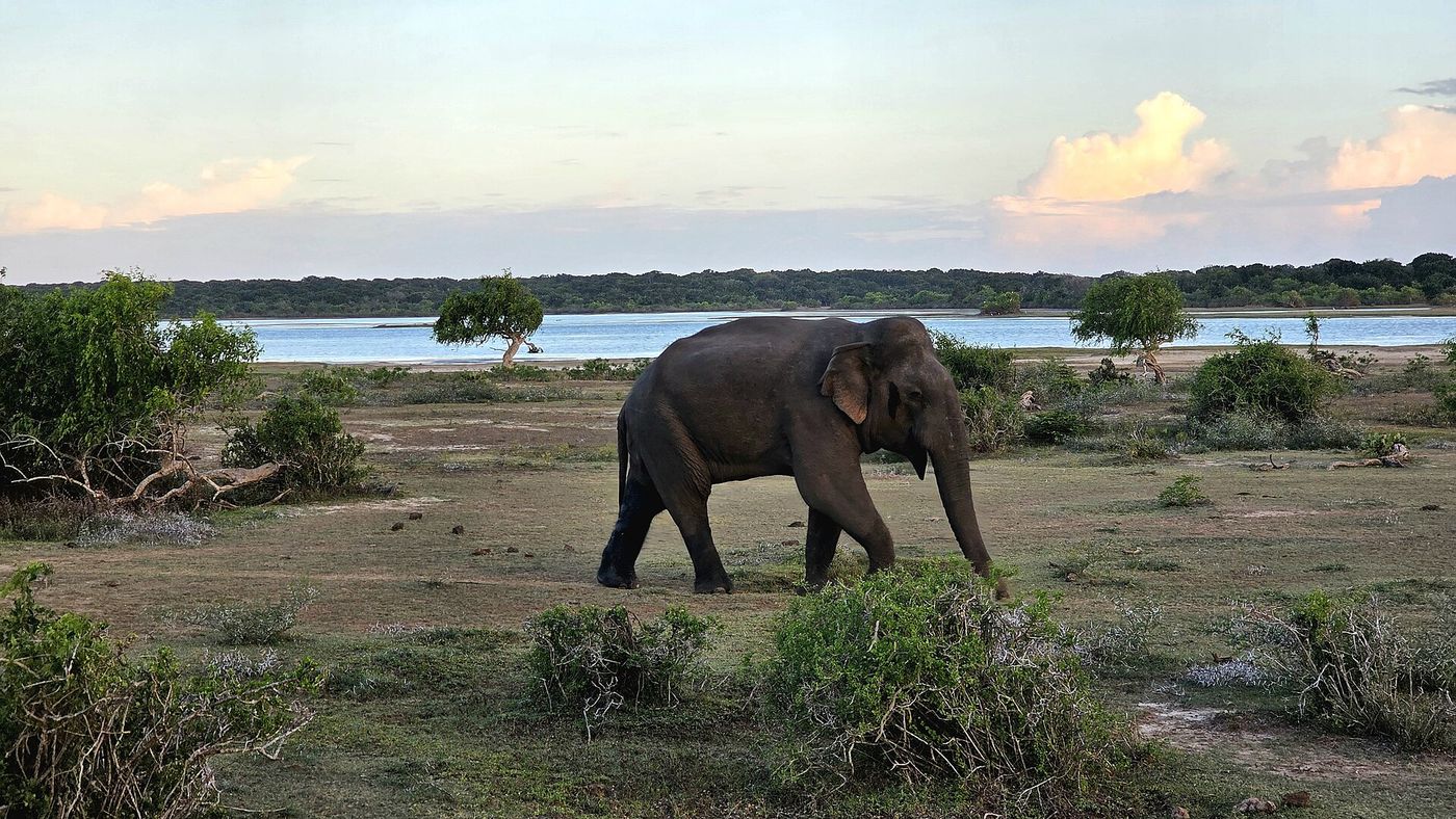 Yala Safari — Grand Sri Lanka Tour