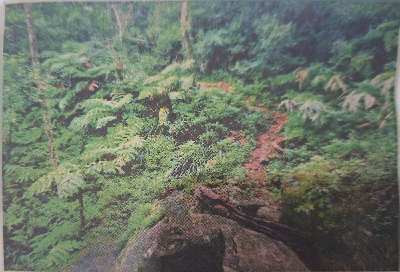 Cloud forest undergrowth in the Knuckles mountain range
