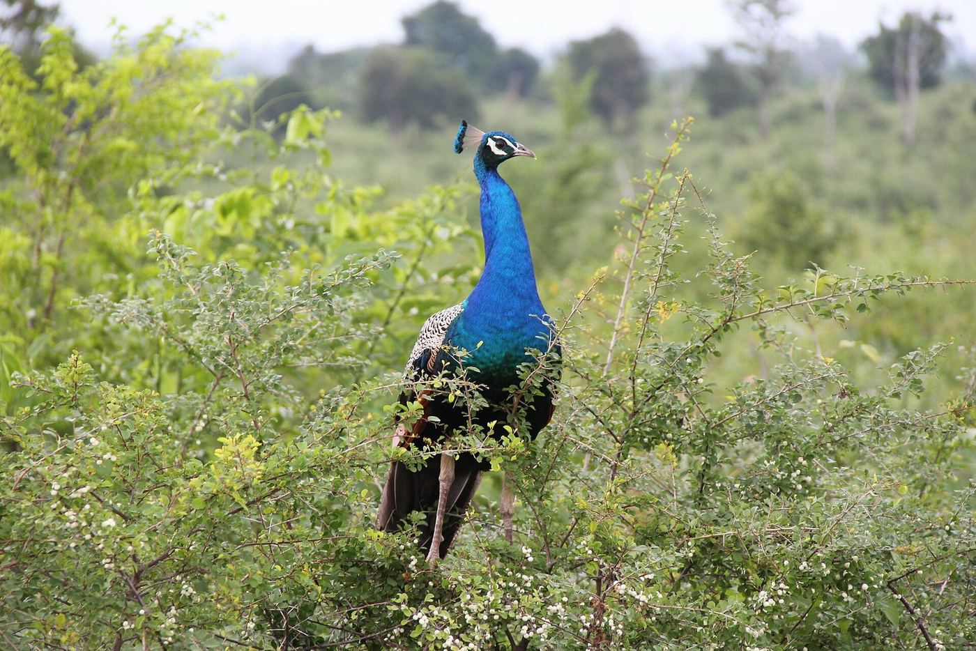 A peacock in the scrub at Udawalawe