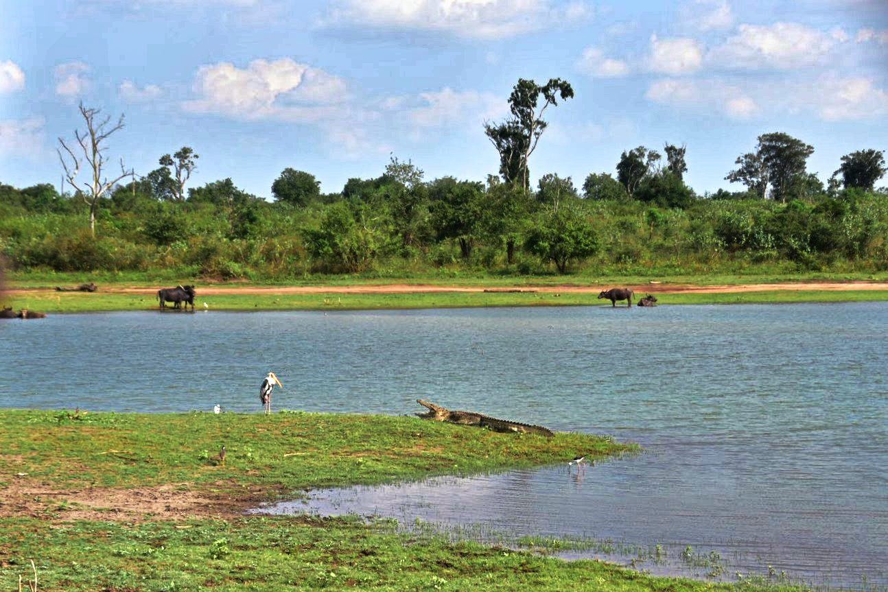 The Udawalawe reservoir shore with grazing animals