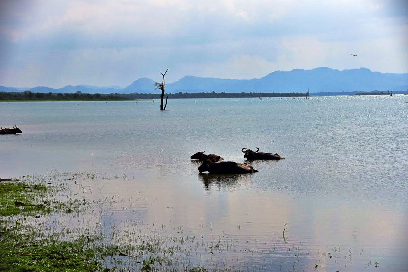 Water buffalo cooling off in Udawalawe Reservoir