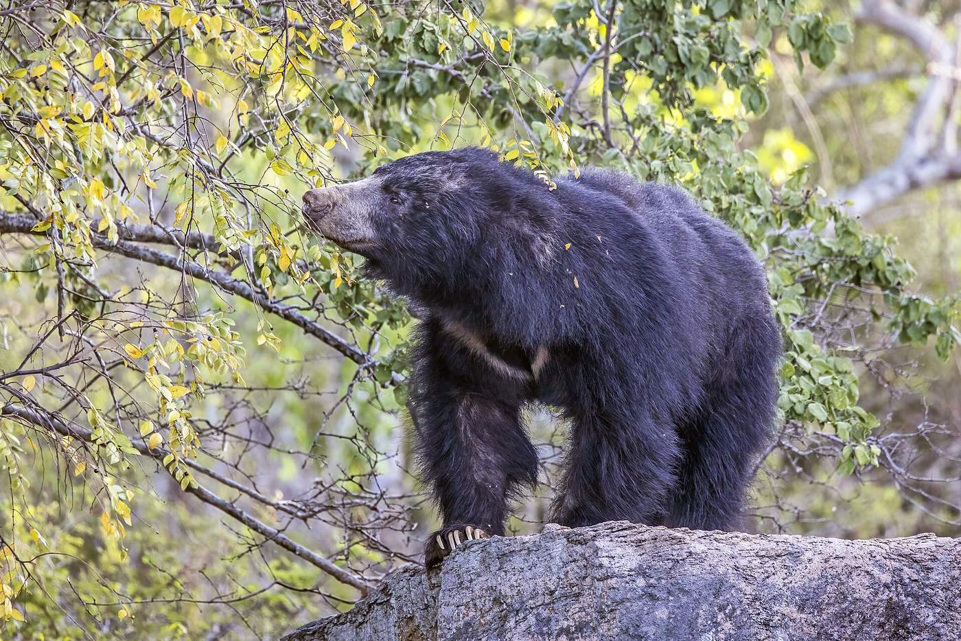 A sloth bear climbing a rock