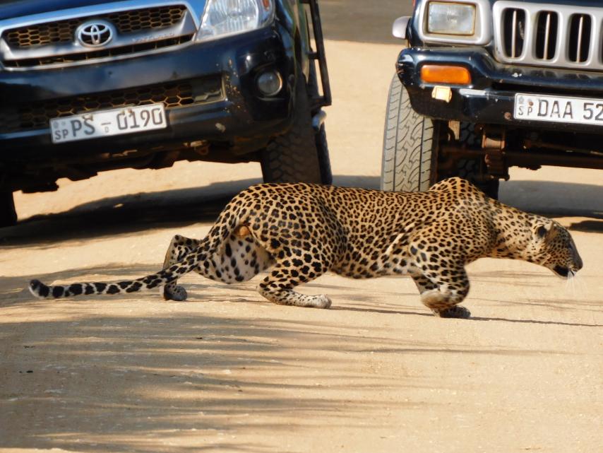 A Sri Lankan leopard in Yala National Park