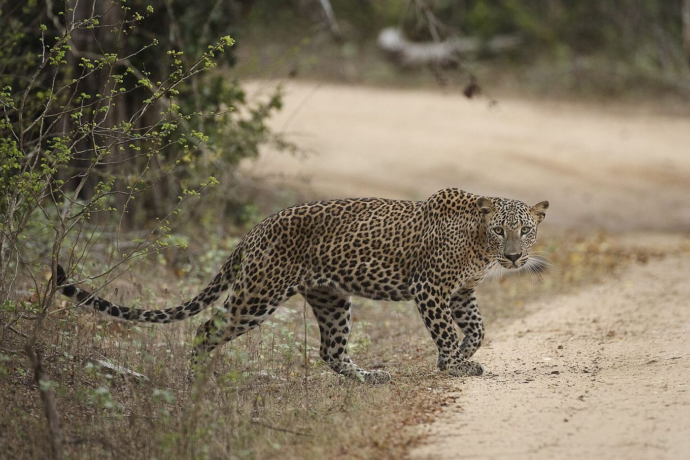 A leopard crossing a sandy track in Yala